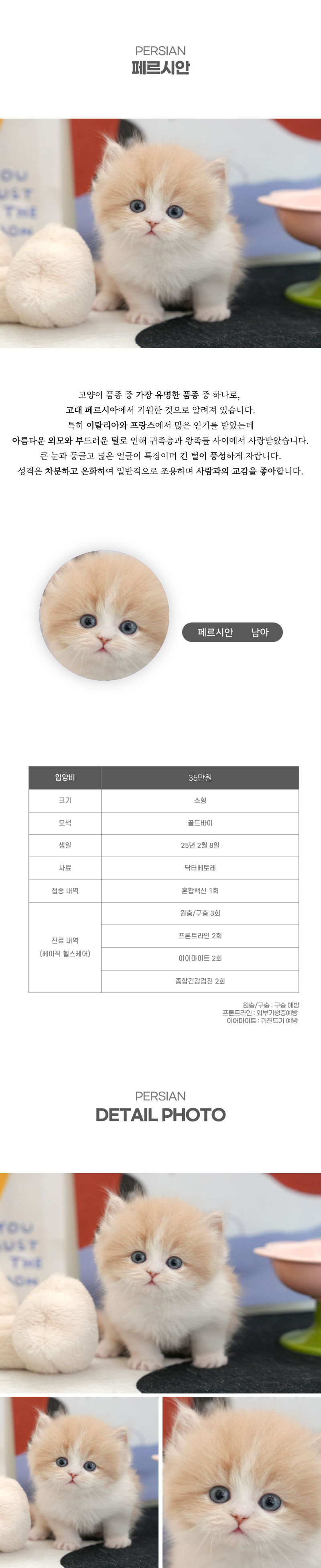 페르시안_상세이미지_2