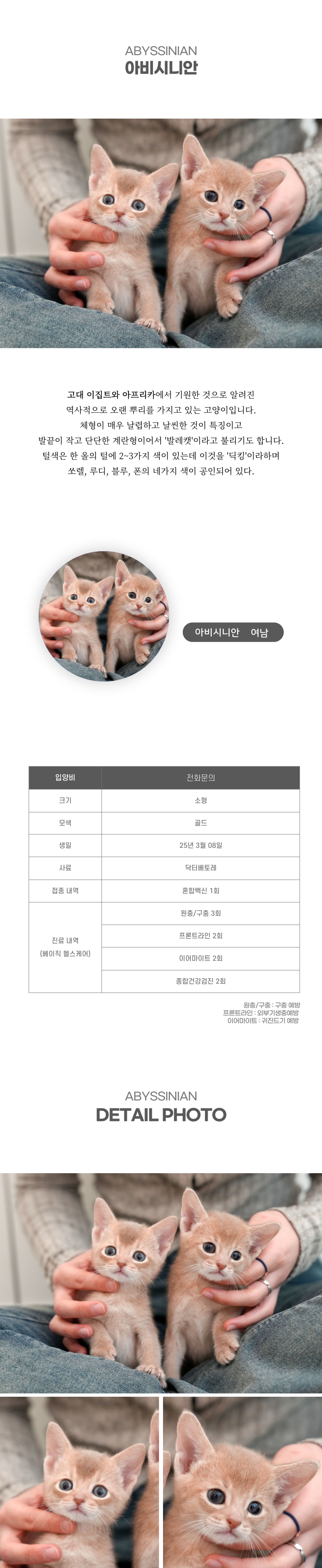 아비시니안_상세이미지_2