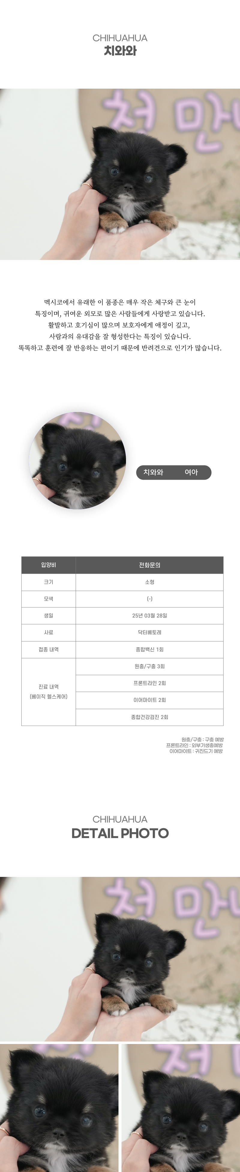 치와와_상세이미지_2