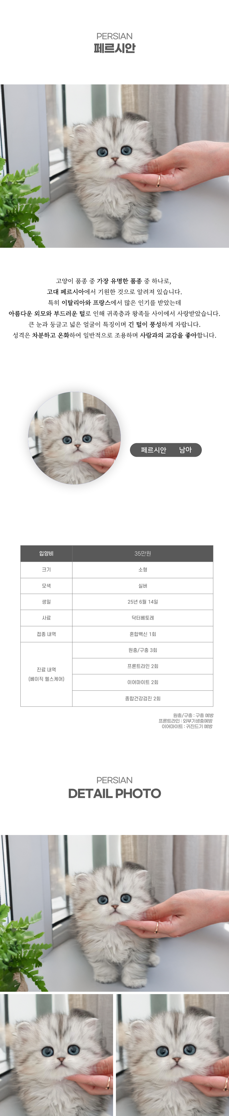 페르시안_상세이미지_2