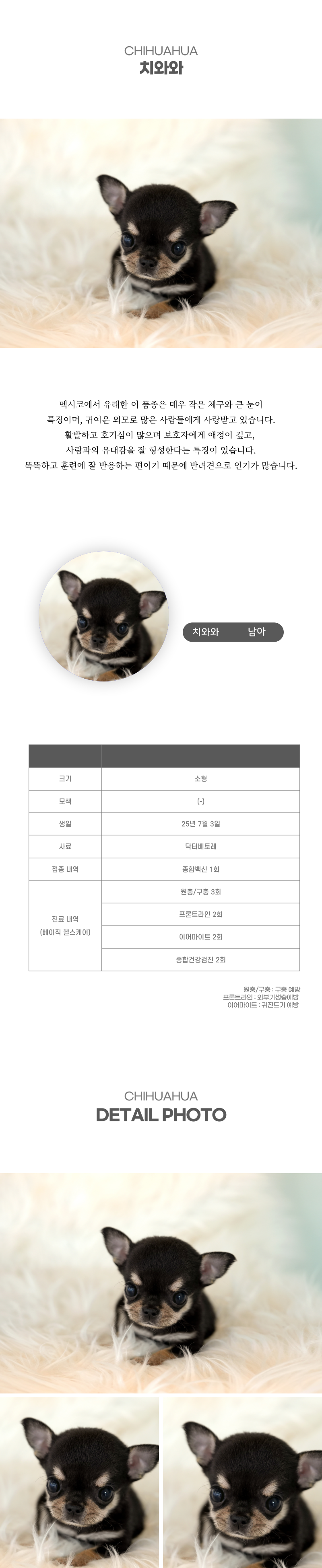 치와와_상세이미지_2