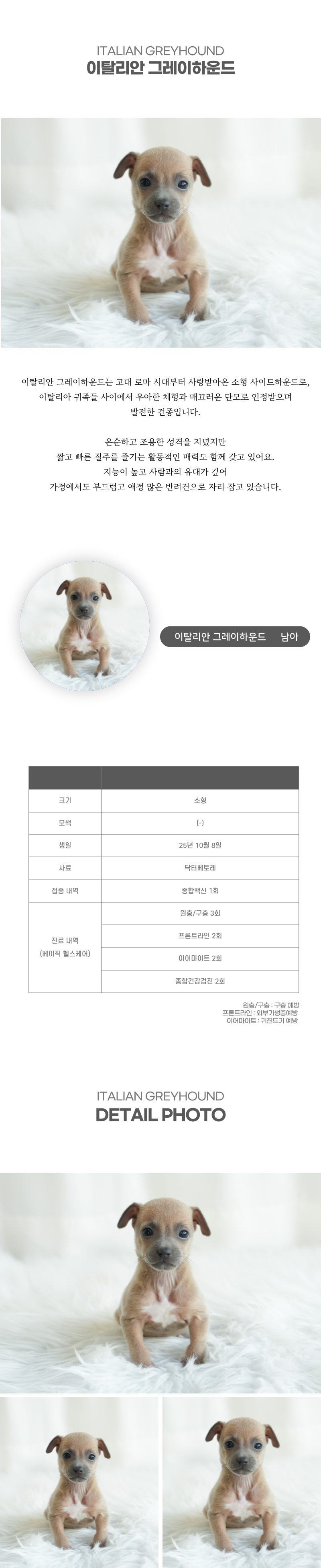 이탈리안그레이하운드_상세이미지_2