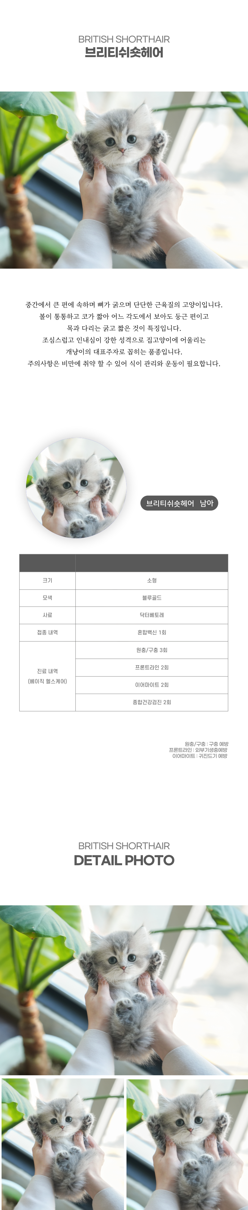 브리티쉬숏헤어_상세이미지_2