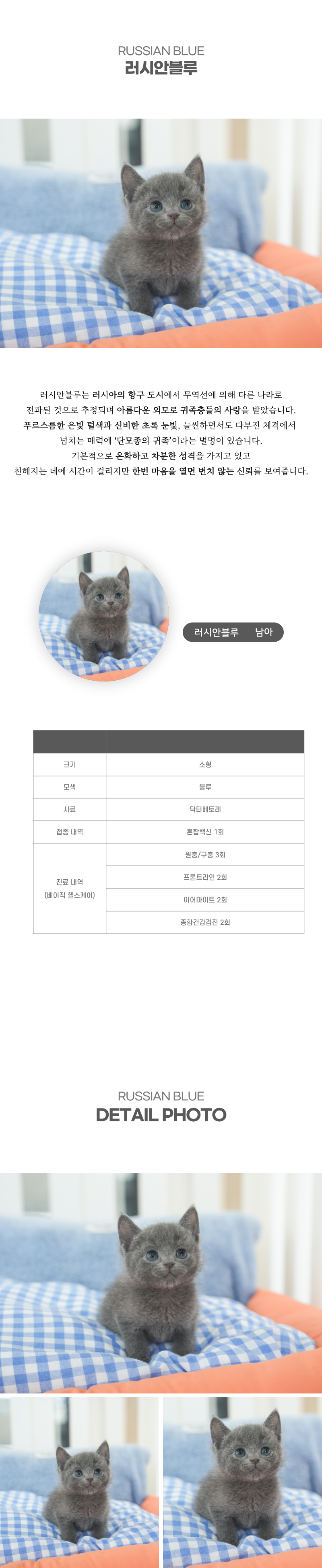 러시안블루_상세이미지_2