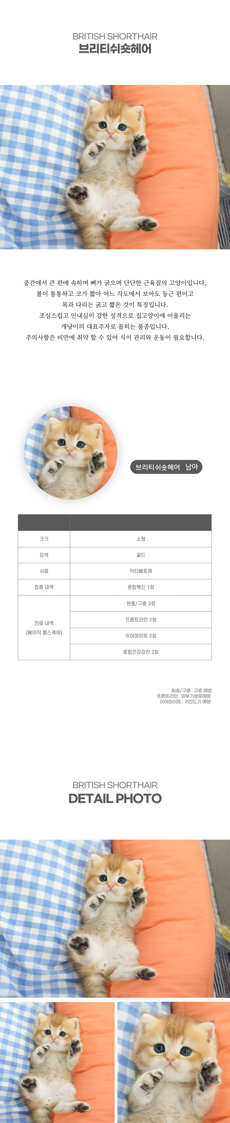 브리티쉬숏헤어_상세이미지_2
