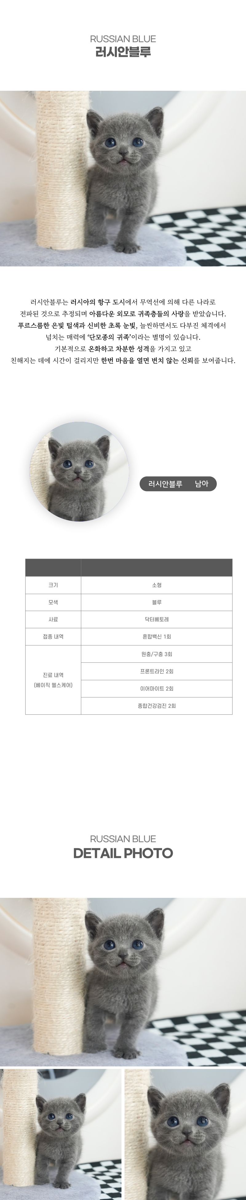 러시안블루_상세이미지_2