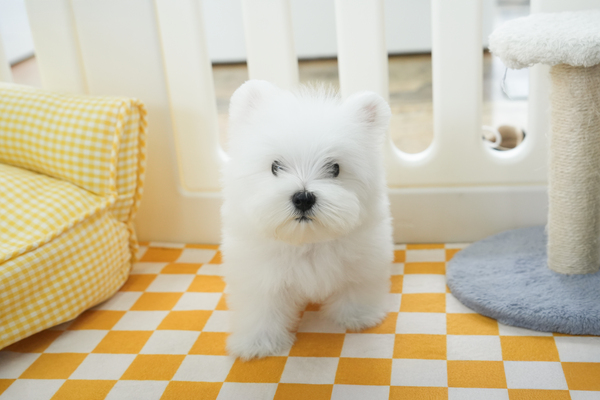 화이트테리어_남아_엠앤제이_7902110.jpg