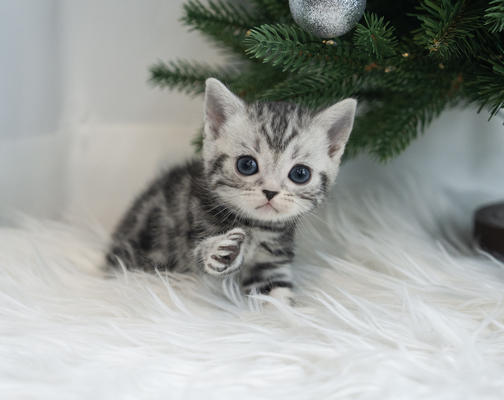 아메리칸숏헤어_여아_냥이와양이_090538_55.jpg